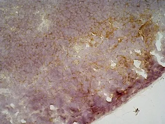 Anti-CD19 antibody [6D5] used in IHC (Frozen sections) (IHC-Fr). GTX75017