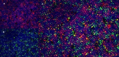 Anti-CD4 antibody [OX-35] (Azide free) used in IHC (Frozen sections) (IHC-Fr). GTX75110