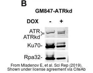 Anti-Ku70 antibody [529] used in Western Blot (WB). GTX77607