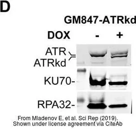 Anti-Ku70 antibody [529] used in Western Blot (WB). GTX77607