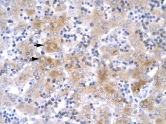 Anti-LIM1 antibody, C-term used in IHC (Paraffin sections) (IHC-P). GTX77778