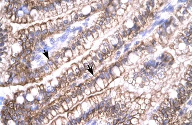 Anti-Claudin 8 antibody, C-term used in IHC (Paraffin sections) (IHC-P). GTX77832