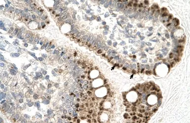Anti-ZFP1 antibody, N-term used in IHC (Paraffin sections) (IHC-P). GTX77856