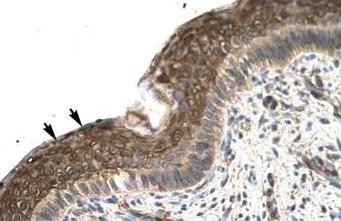 Anti-ZFP1 antibody, N-term used in IHC (Paraffin sections) (IHC-P). GTX77856
