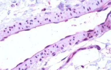 Anti-EDG1 antibody used in IHC (Paraffin sections) (IHC-P). GTX77919