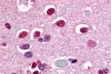 Anti-NR4A3 antibody used in IHC (Paraffin sections) (IHC-P). GTX78011