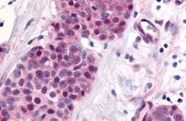 Anti-NR2E1 antibody used in IHC (Paraffin sections) (IHC-P). GTX78013