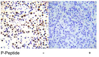 Anti-Histone H3T3ph (phospho Thr3) antibody used in IHC (Paraffin sections) (IHC-P). GTX79055
