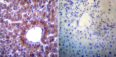 Anti-Heat Shock Protein 104 antibody [Antiserum 8-1] used in IHC (Paraffin sections) (IHC-P). GTX79159