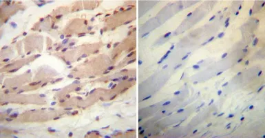 Anti-Cyclophilin 40 antibody used in IHC (Paraffin sections) (IHC-P). GTX79245
