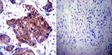 Anti-Hsp90 beta antibody used in IHC (Paraffin sections) (IHC-P). GTX79247