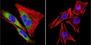 Anti-Hsp90 beta antibody used in Immunocytochemistry/ Immunofluorescence (ICC/IF). GTX79247