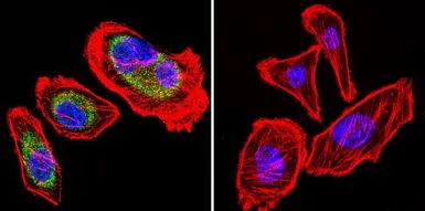 Anti-Hsp90 beta antibody used in Immunocytochemistry/ Immunofluorescence (ICC/IF). GTX79247