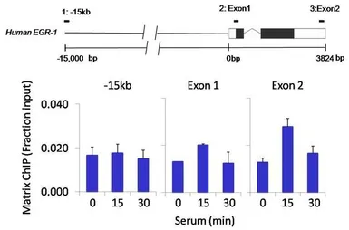 Anti-FOXA3 antibody used in ChIP assay (ChIP assay). GTX79266