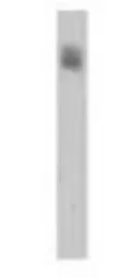 Anti-AP2B1 antibody used in Western Blot (WB). GTX79316