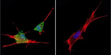 Anti-ZNF259 antibody [LG1] used in Immunocytochemistry/ Immunofluorescence (ICC/IF). GTX79362