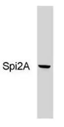 Anti-Serine Protease Inhibitor 2A (Spi2A) antibody [MoFo 29.2] used in Western Blot (WB). GTX79365