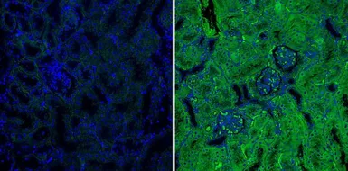 Anti-Serine Protease Inhibitor 2A (Spi2A) antibody [MoFo 29.2] used in IHC (Paraffin sections) (IHC-P). GTX79365