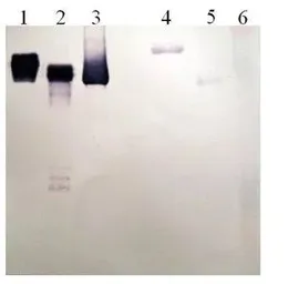 Anti-Plasminogen antibody [9F9-C4] used in Western Blot (WB). GTX79688