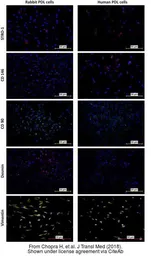 Anti-Vimentin antibody [VI-RE/1] (PE) used in Immunocytochemistry/ Immunofluorescence (ICC/IF). GTX79851