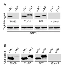 Anti-gamma Tubulin antibody [TU-30] used in Western Blot (WB). GTX79861