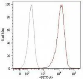 Anti-CD105 antibody [MEM-226] (FITC) used in Flow cytometry (FCM). GTX79977