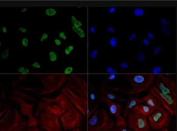 Anti-RPB1 antibody [4H8] used in Immunocytochemistry/ Immunofluorescence (ICC/IF). GTX80341