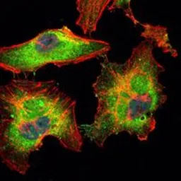 Anti-BLK antibody [1E6] used in Immunocytochemistry/ Immunofluorescence (ICC/IF). GTX80405
