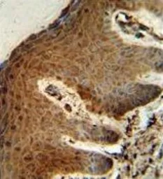 Anti-PTMS antibody, C-term used in IHC (Paraffin sections) (IHC-P). GTX80442