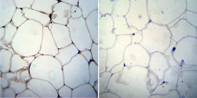 Anti-Adiponectin antibody [19F1] used in IHC (Paraffin sections) (IHC-P). GTX80683