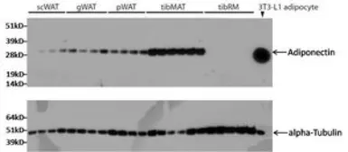 Anti-Adiponectin antibody [19F1] used in Western Blot (WB). GTX80683