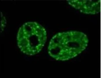 Anti-Histone H2A.XS139ph (phospho Ser139) antibody [3F2] used in Immunocytochemistry/ Immunofluorescence (ICC/IF). GTX80694