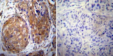 Anti-Her4 / ErbB4 antibody [HFR1] used in IHC (Paraffin sections) (IHC-P). GTX80811