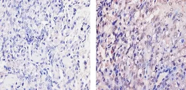 Anti-Her4 / ErbB4 antibody [HFR1] used in IHC (Paraffin sections) (IHC-P). GTX80811