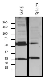 Anti-Lamin A + C antibody [mab636] used in Western Blot (WB). GTX80813