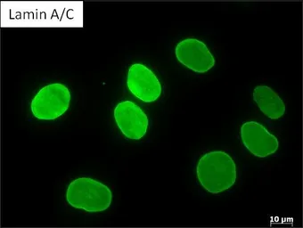 Anti-Lamin A + C antibody [mab636] used in Immunocytochemistry/ Immunofluorescence (ICC/IF). GTX80813