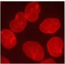 Anti-Lamin A + C antibody [mab636] used in Immunocytochemistry/ Immunofluorescence (ICC/IF). GTX80813