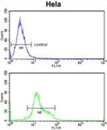Anti-DTX4 antibody, N-term used in Flow cytometry (FCM). GTX80971