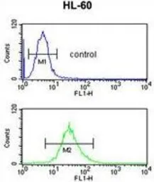 Anti-SELENBP1 antibody, C-term used in Flow cytometry (FCM). GTX80973