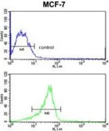 Anti-RASL11B antibody, N-term used in Flow cytometry (FCM). GTX81024