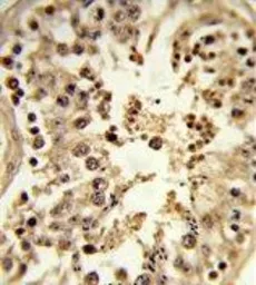 Anti-CDC42EP3 antibody, N-term used in IHC (Paraffin sections) (IHC-P). GTX81035
