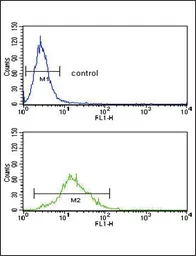 Anti-SREBP1 antibody, Internal used in Flow cytometry (FCM). GTX81061