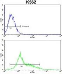 Anti-PARD3 antibody, C-term used in Flow cytometry (FCM). GTX81098