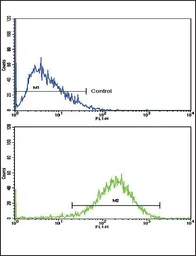 Anti-EHHADH antibody, C-term used in Flow cytometry (FCM). GTX81126