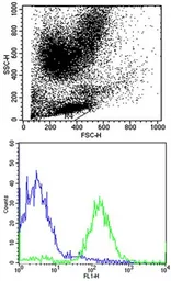 Anti-HLA-B antibody, N-term used in Flow cytometry (FCM). GTX81138