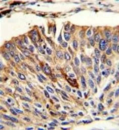 Anti-VTI1A antibody, C-term used in IHC (Paraffin sections) (IHC-P). GTX81147