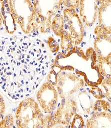 Anti-Bim antibody, Internal used in IHC (Paraffin sections) (IHC-P). GTX81177
