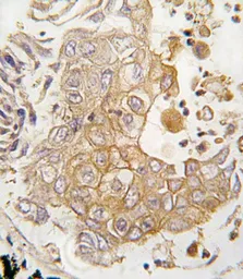 Anti-CYP1A1 antibody, C-term used in IHC (Paraffin sections) (IHC-P). GTX81232