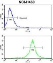 Anti-c-Kit antibody, N-term used in Flow cytometry (FCM). GTX81335
