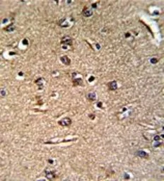 Anti-GGT5 antibody, N-term used in IHC (Paraffin sections) (IHC-P). GTX81477